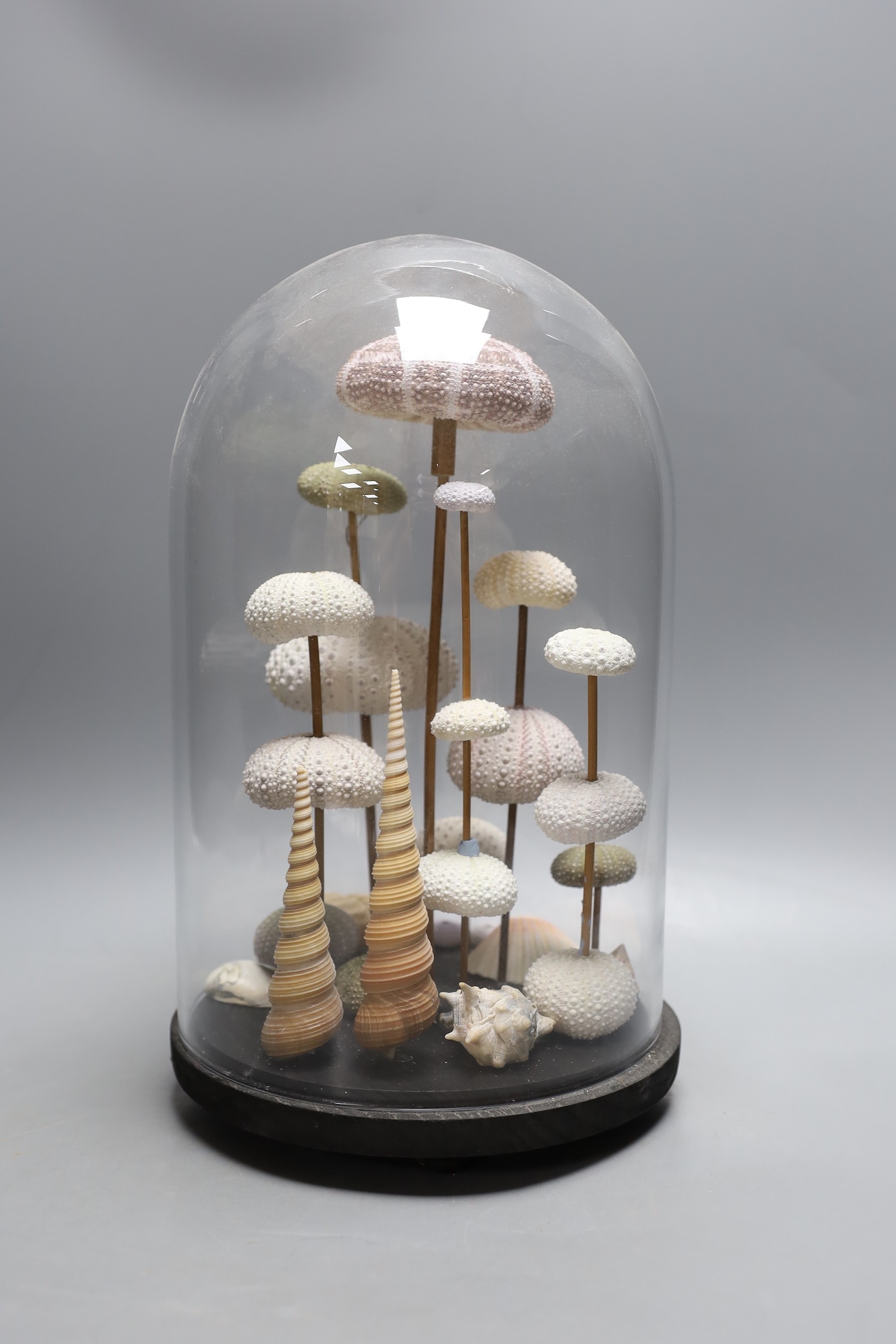 A display of sea urchin and shell specimens, under a glass dome, 33 cm high